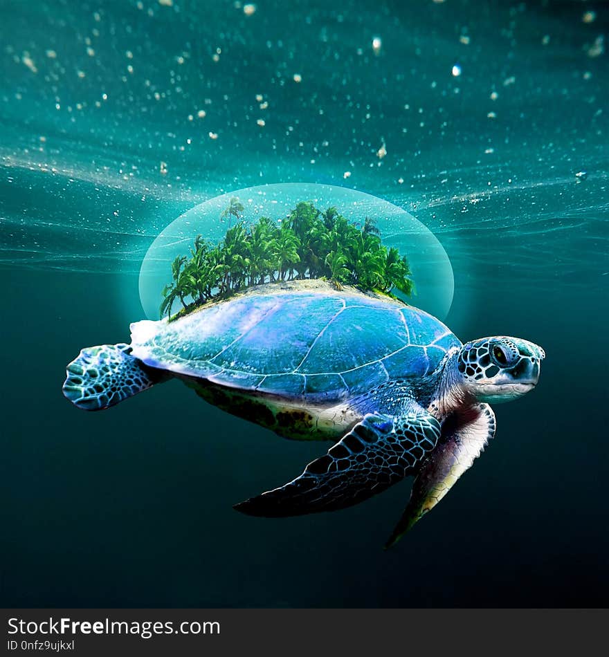 Sea Turtle, Loggerhead, Water, Turtle
