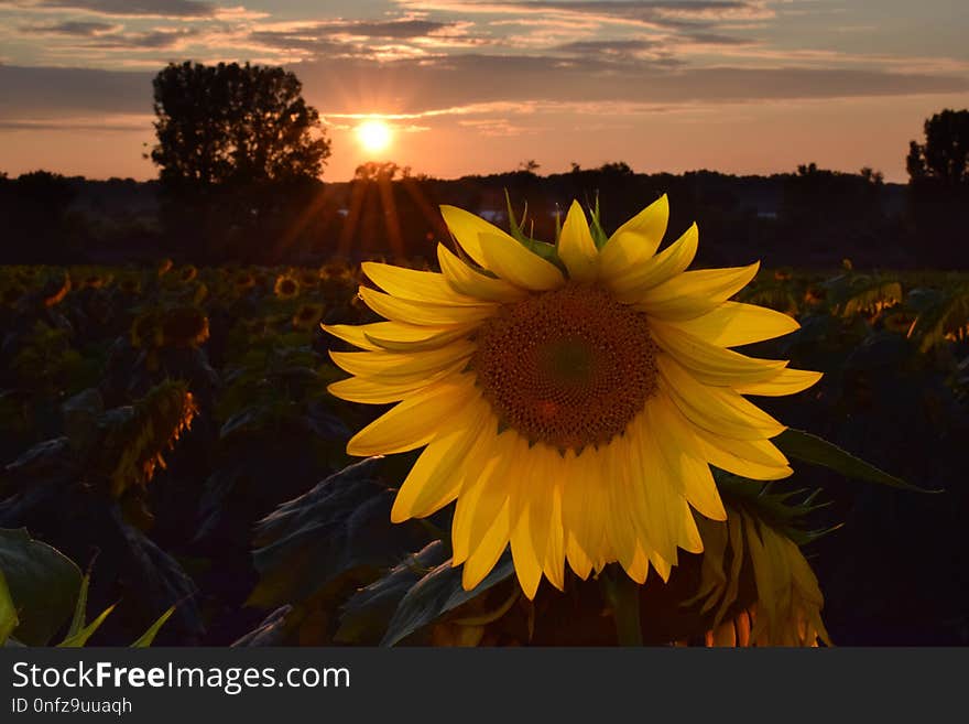 Flower, Sunflower, Yellow, Sky