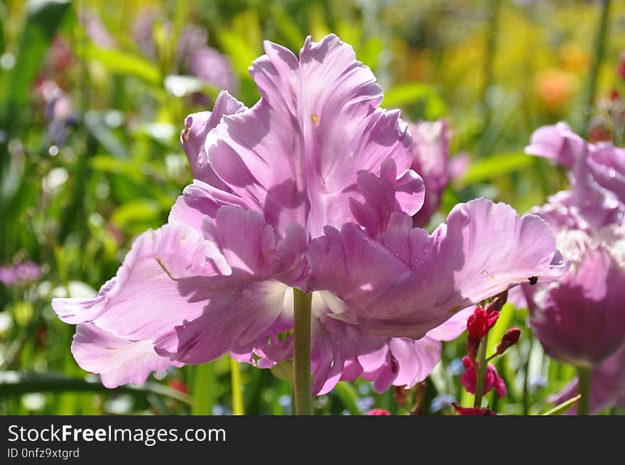 Flower, Plant, Flowering Plant, Purple