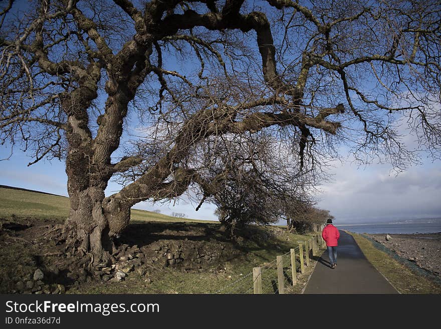 Tree, Sky, Woody Plant, Plant