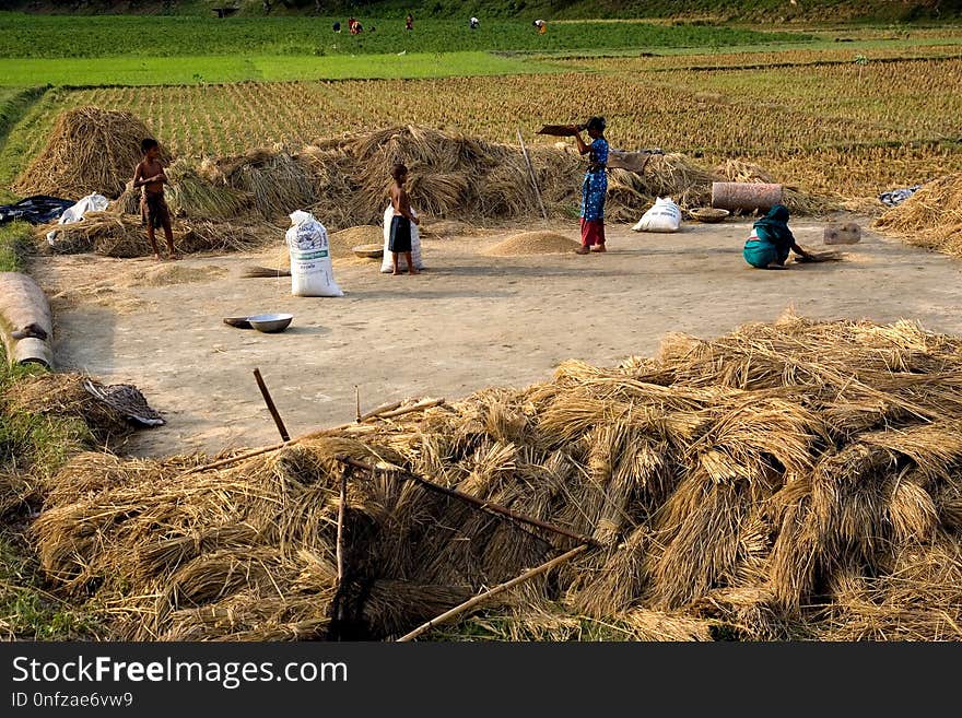 Hay, Grass Family, Agriculture, Soil