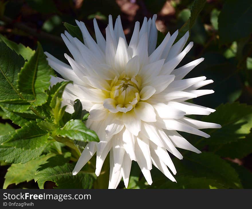 Flower, Plant, Flora, Flowering Plant