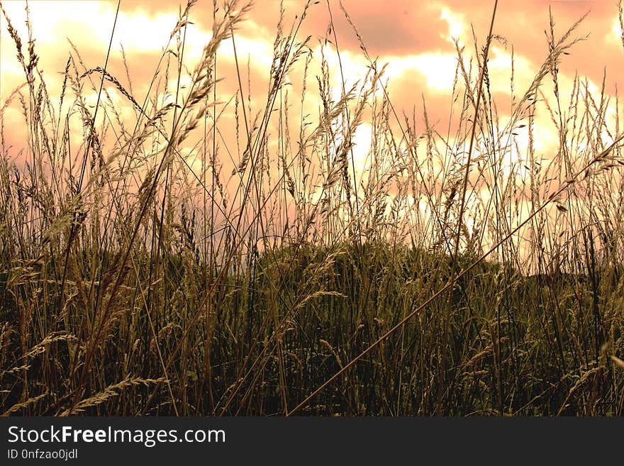 Ecosystem, Grass, Vegetation, Grass Family