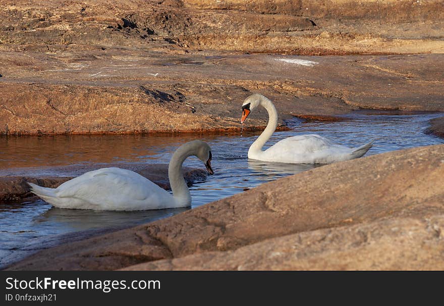 Swan, Water Bird, Ducks Geese And Swans, Bird