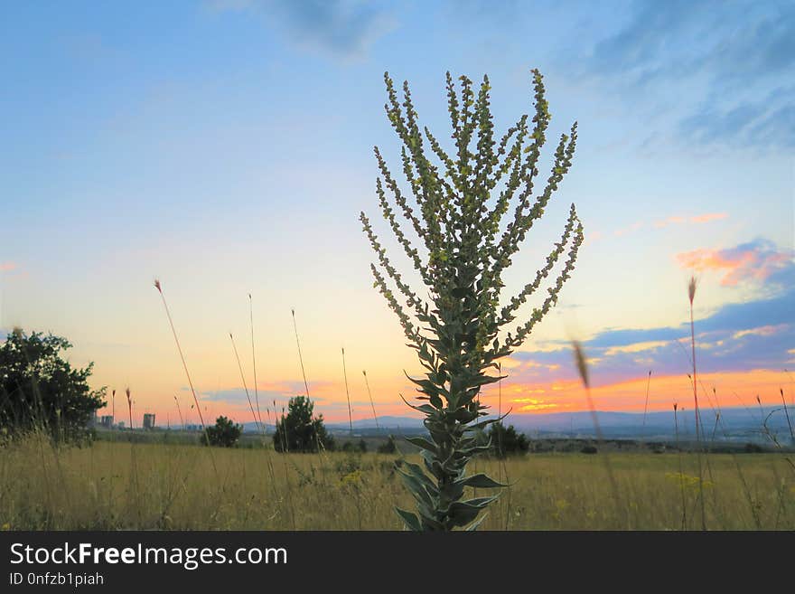 Sky, Ecosystem, Field, Prairie