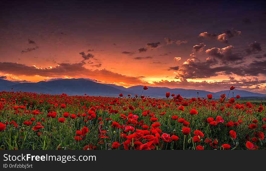 Sky, Field, Flower, Wildflower