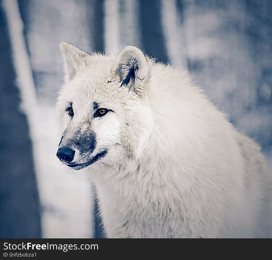 Wolf, Canis Lupus Tundrarum, Wildlife, Arctic