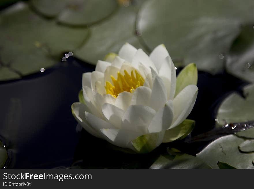 Flower, White, Flora, Yellow