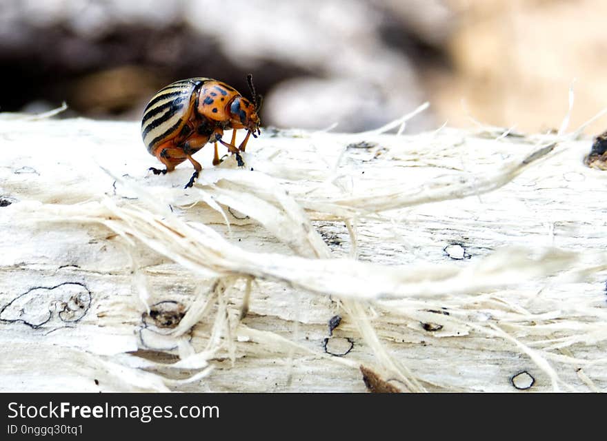 Insect, Invertebrate, Membrane Winged Insect, Macro Photography