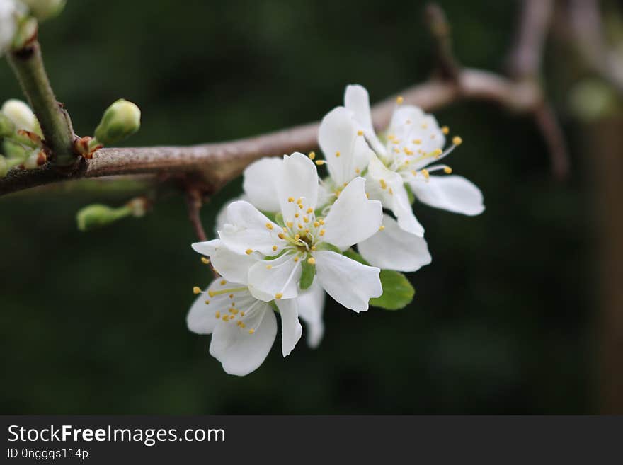 White, Blossom, Flower, Spring