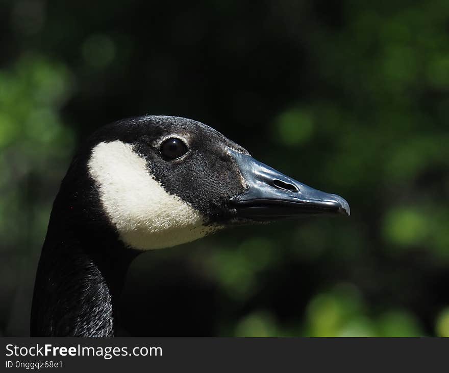 Bird, Beak, Fauna, Water Bird