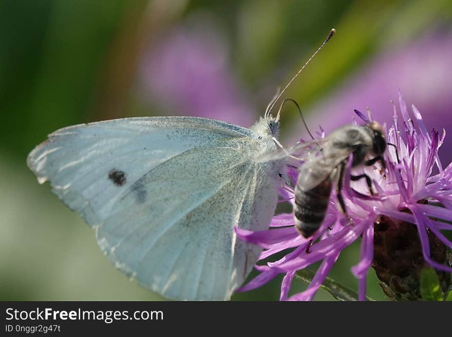 Butterfly, Insect, Moths And Butterflies, Lycaenid