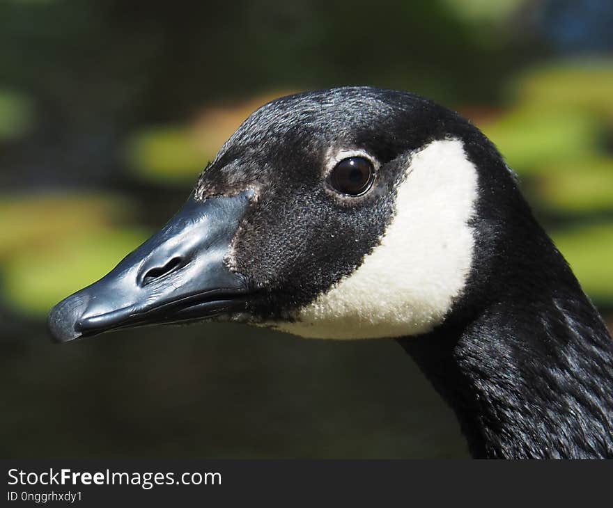 Beak, Bird, Fauna, Water Bird