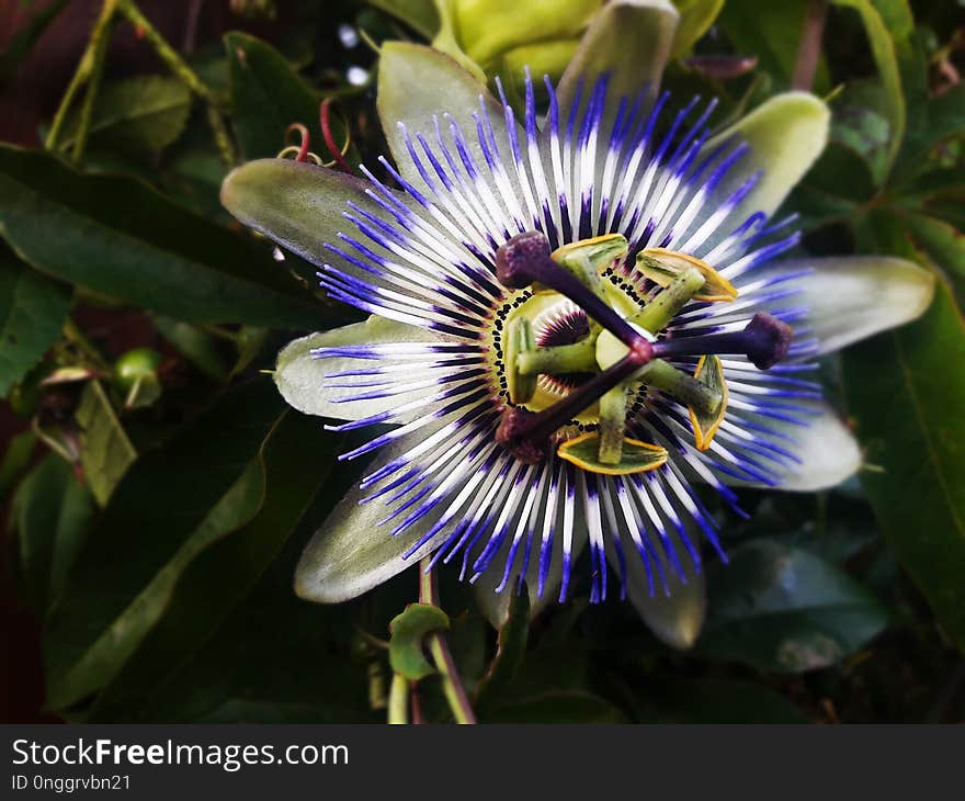 Flower, Plant, Passion Flower, Passion Flower Family