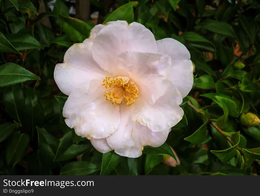 Flower, Plant, Flowering Plant, Camellia Sasanqua