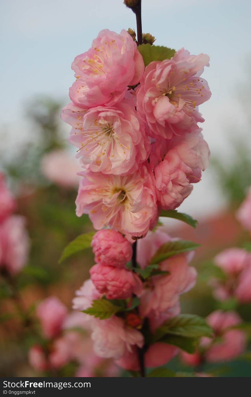 Pink, Flower, Blossom, Spring