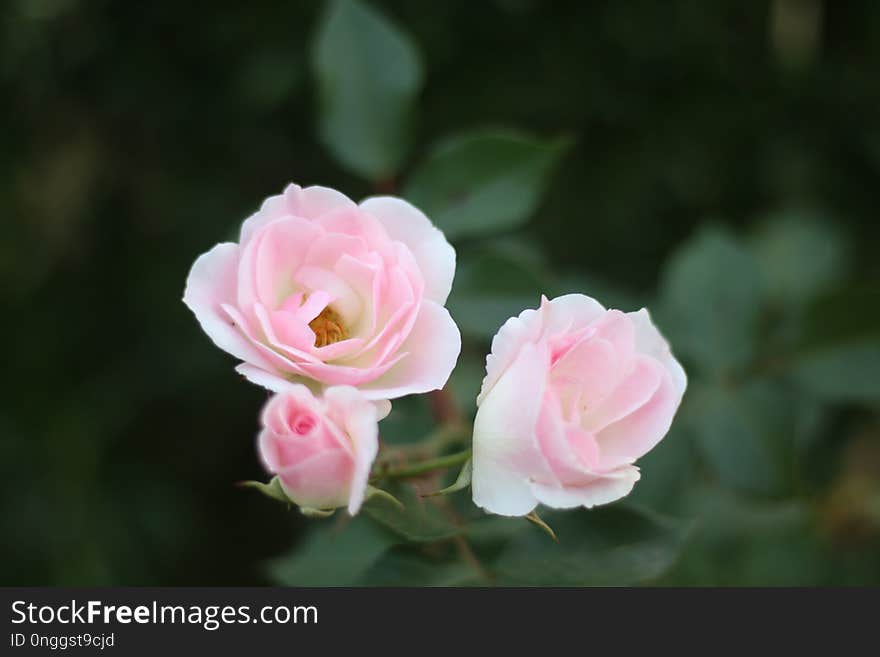 Flower, Rose, Rose Family, Pink