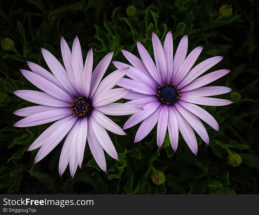 Flower, Flora, Plant, Purple