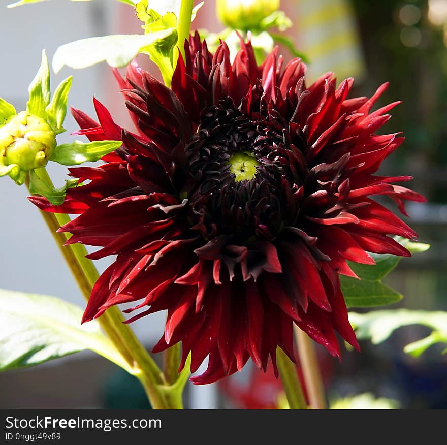 Flower, Plant, Flowering Plant, Blanket Flowers