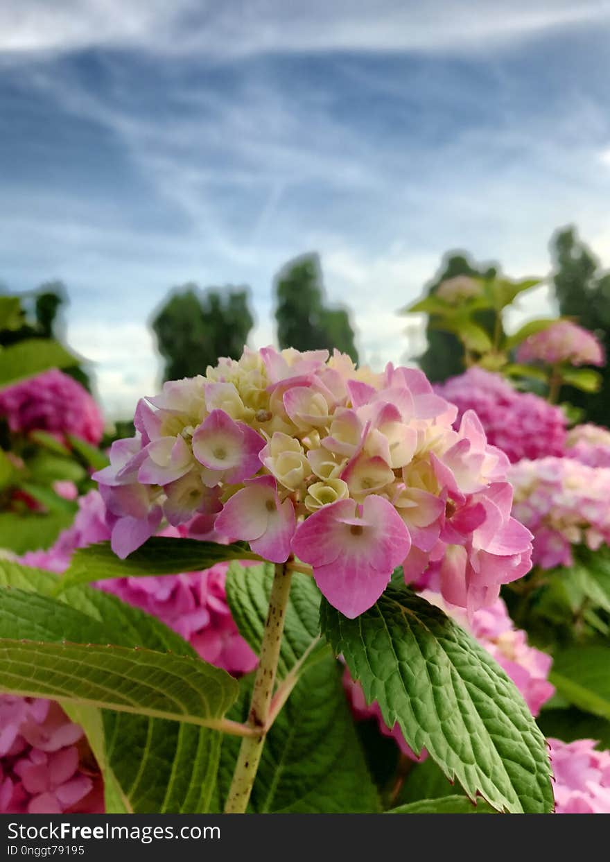 Flower, Plant, Pink, Flowering Plant