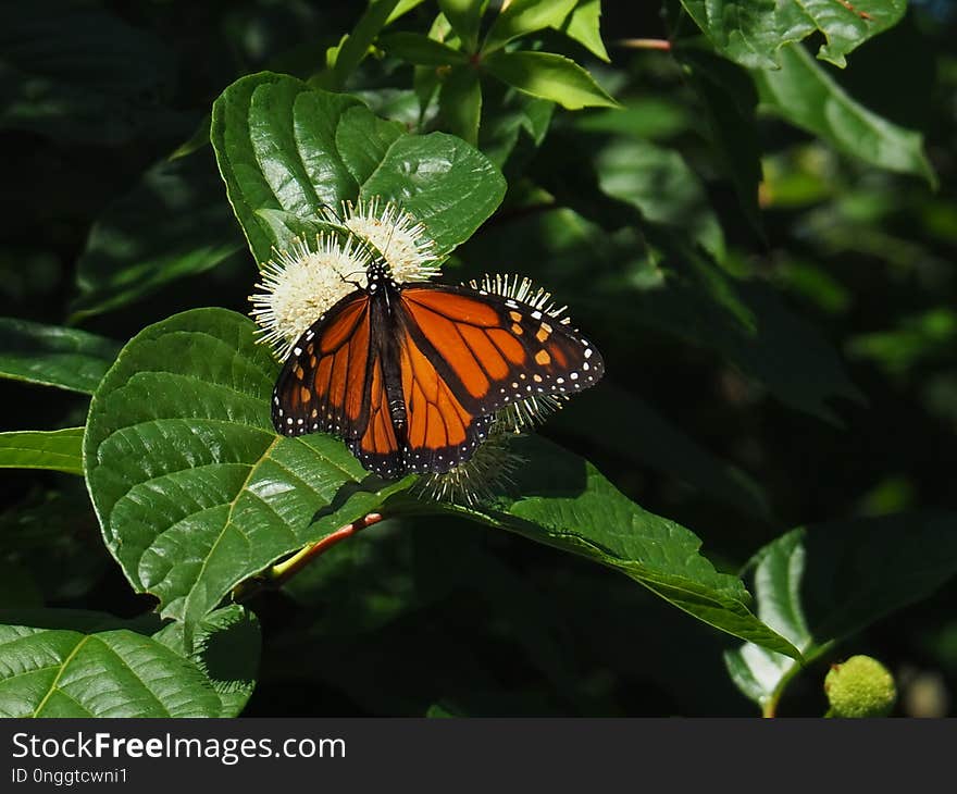 Butterfly, Insect, Moths And Butterflies, Brush Footed Butterfly