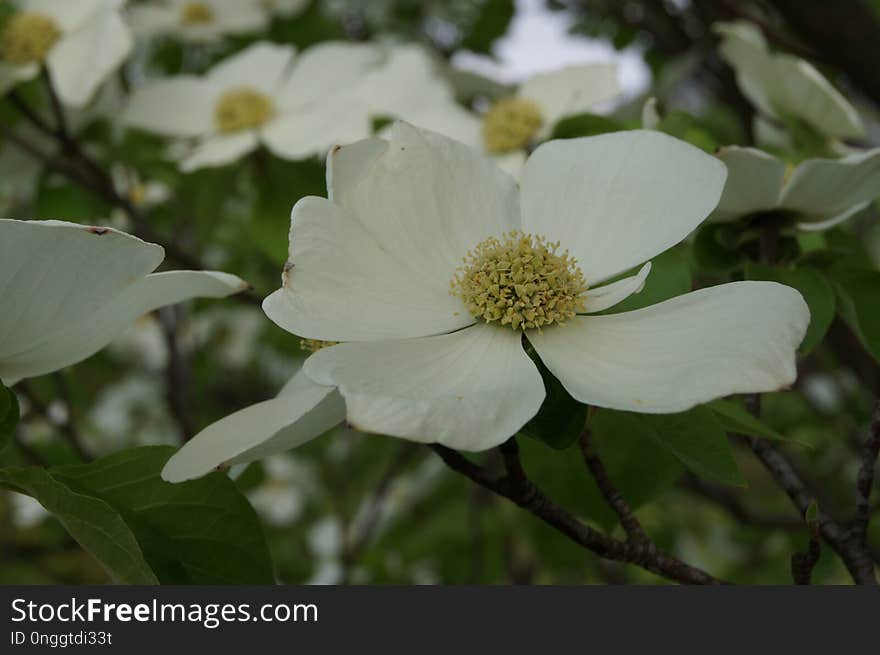 Flower, Plant, Evergreen Rose, Rose Family