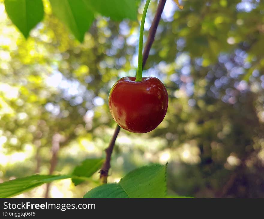 Cherry, Fruit, Malpighia, Branch