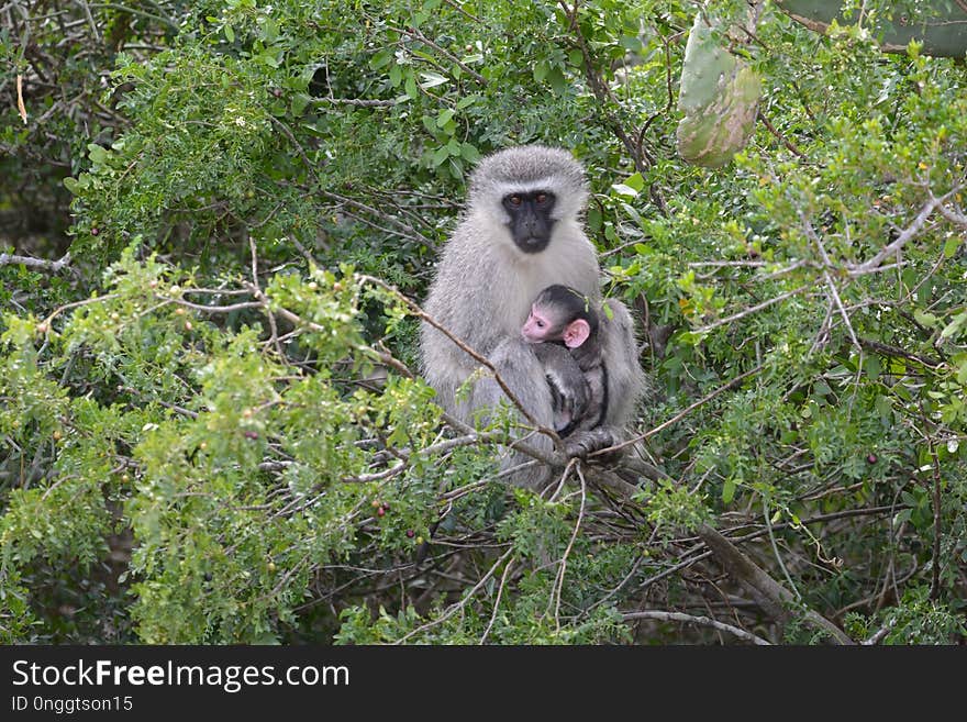 Mammal, Fauna, Nature Reserve, Primate