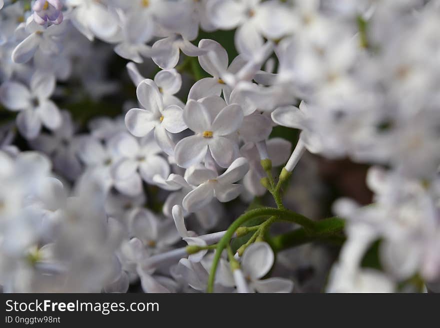 Flower, Flora, Plant, Spring