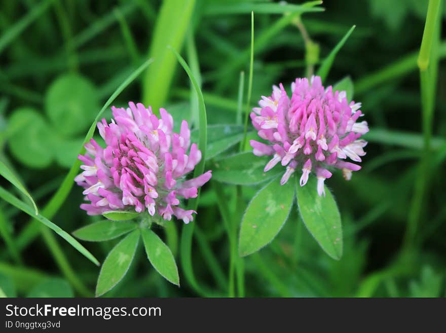 Flower, Plant, Trifolieae, Grass