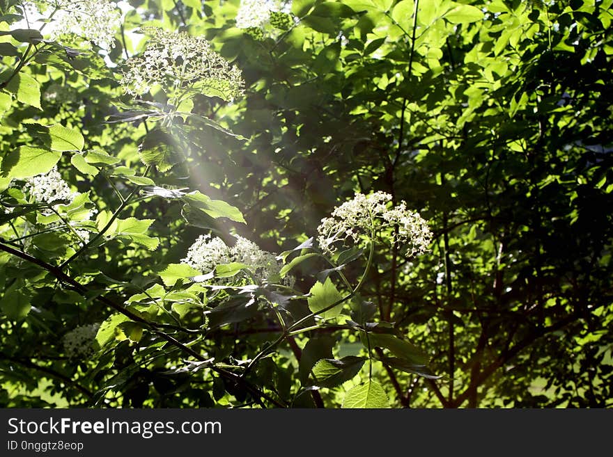 Vegetation, Leaf, Flora, Branch