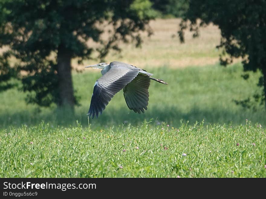 Bird, Ecosystem, Fauna, Beak