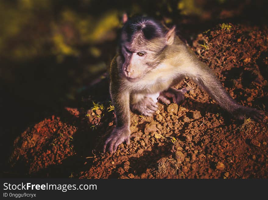 Macaque, Fauna, Mammal, Wildlife