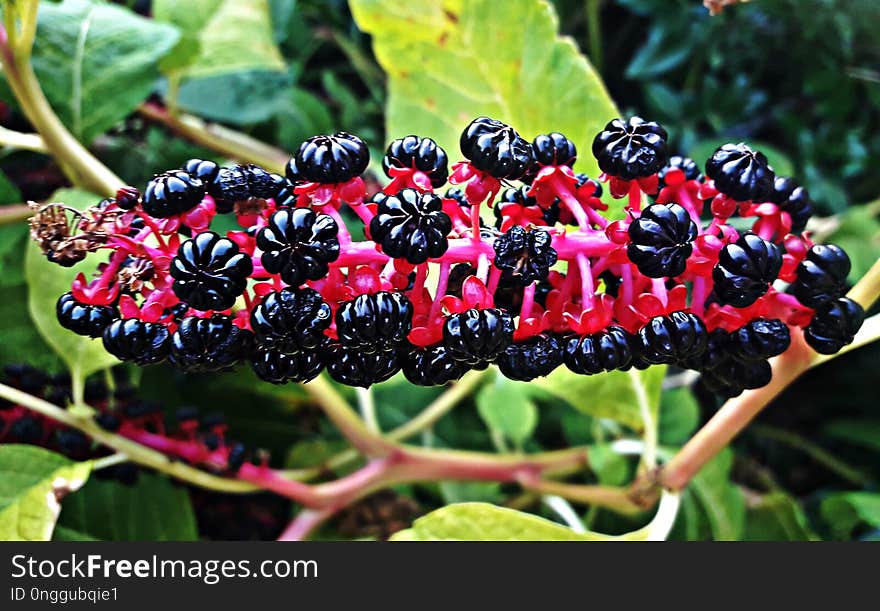 Plant, Berry, Mulberry, Fruit