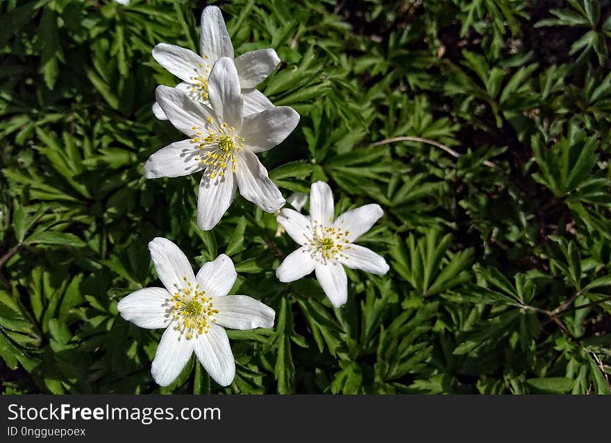 Flower, Plant, Flora, Edelweiss