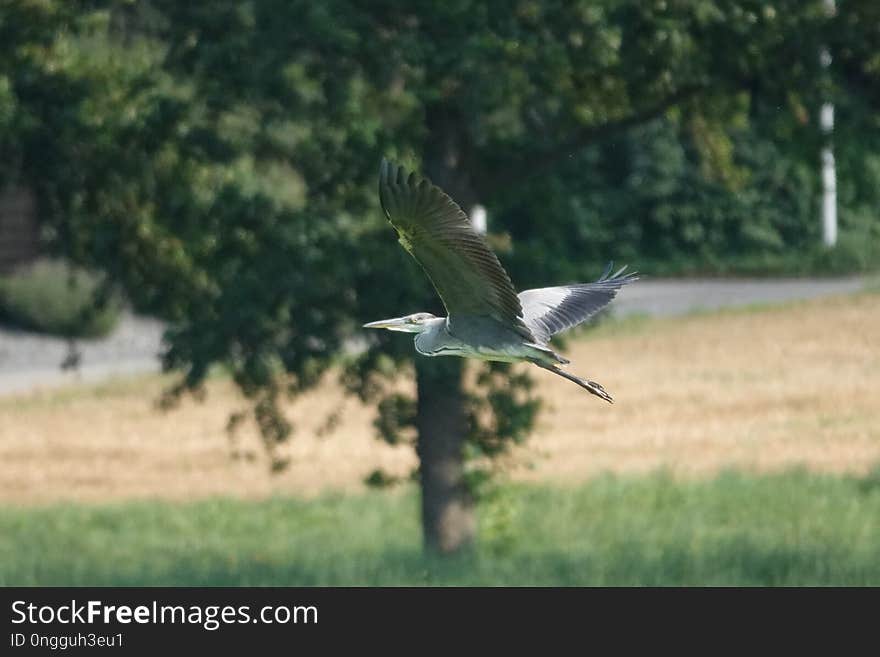 Bird, Ecosystem, Fauna, Wildlife