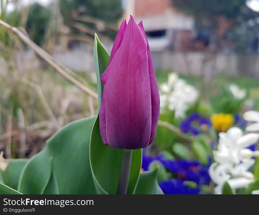 Flower, Plant, Tulip, Purple