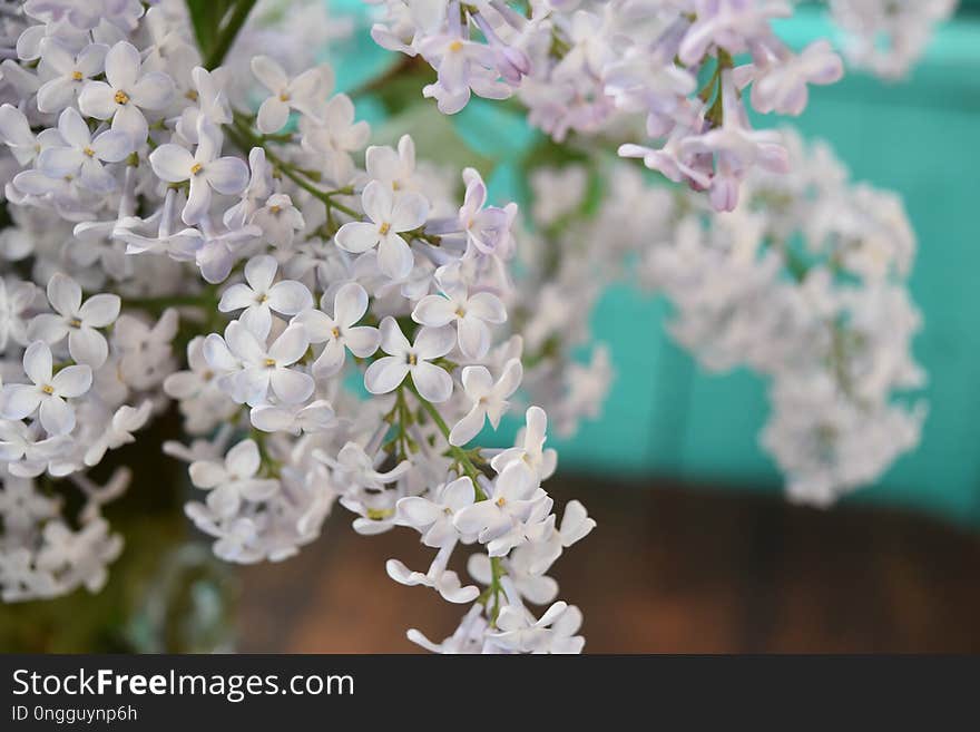 Flower, Spring, Blossom, Lilac