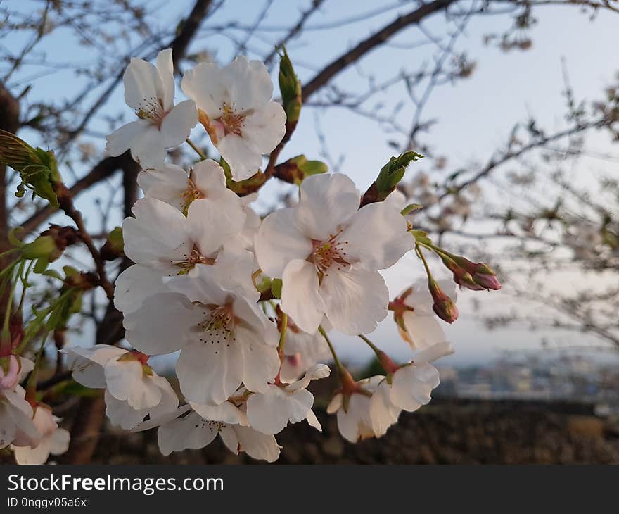 White, Flower, Blossom, Spring