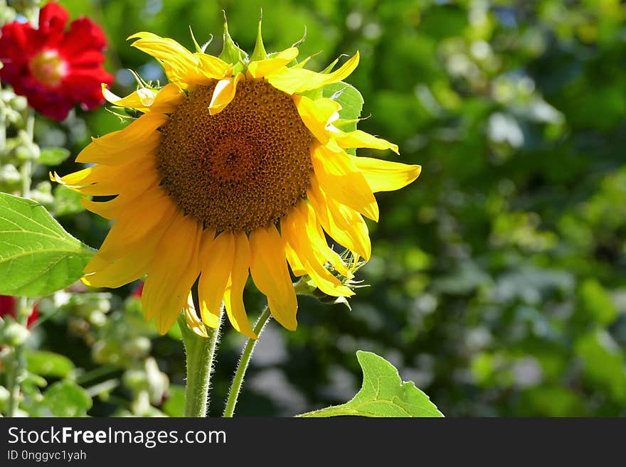 Flower, Sunflower, Plant, Sunflower Seed