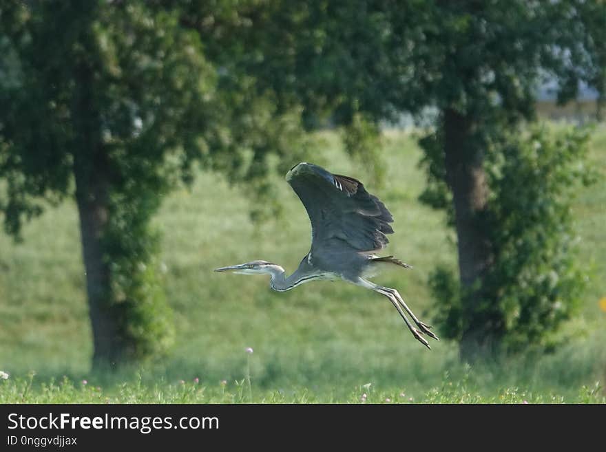 Bird, Ecosystem, Fauna, Nature Reserve