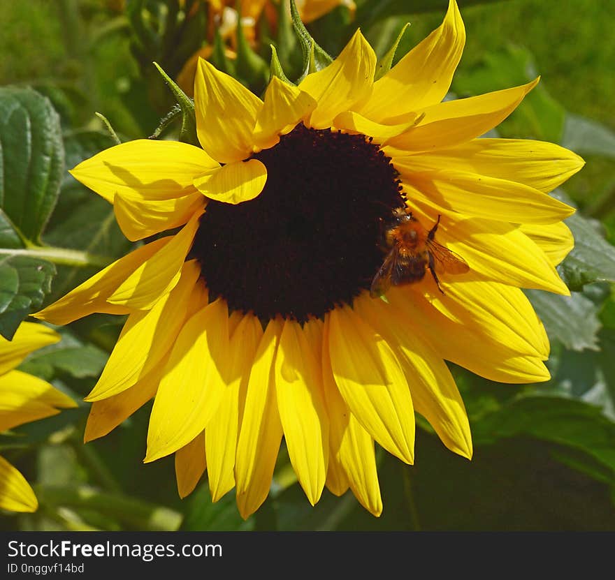 Flower, Sunflower, Yellow, Nectar