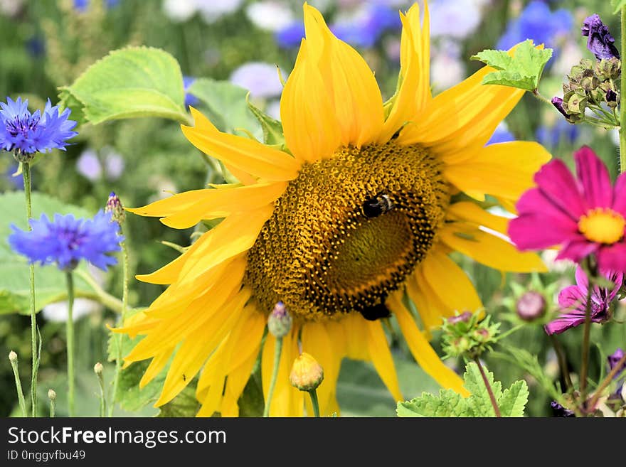 Flower, Sunflower, Honey Bee, Nectar