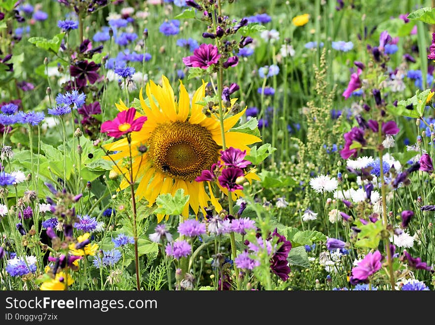 Flower, Wildflower, Plant, Flora