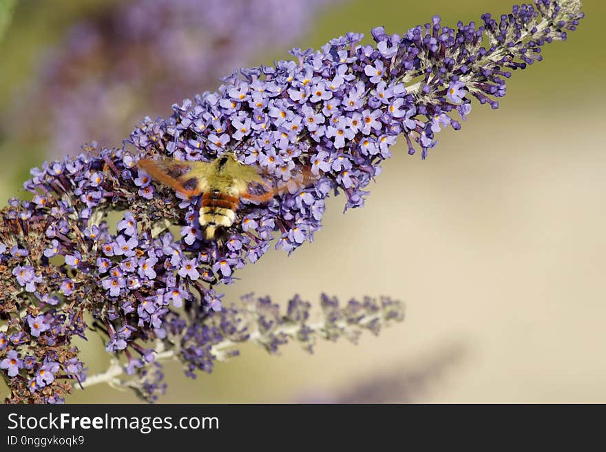 Lilac, Lavender, Purple, English Lavender