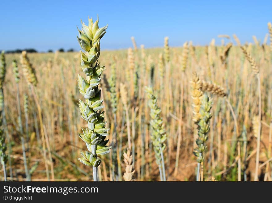 Crop, Field, Grass Family, Food Grain