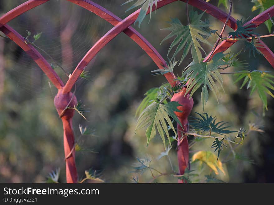 Vegetation, Flora, Branch, Plant