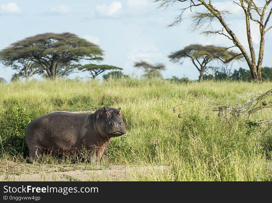 Wildlife, Grassland, Fauna, Terrestrial Animal