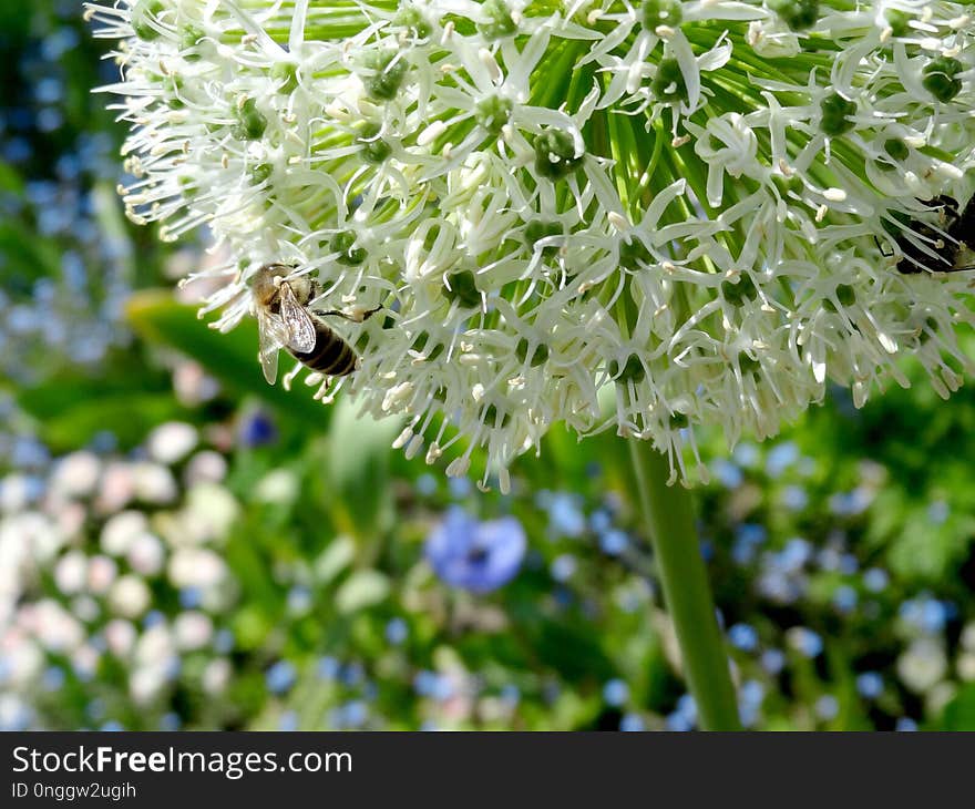 Plant, Flora, Honey Bee, Membrane Winged Insect