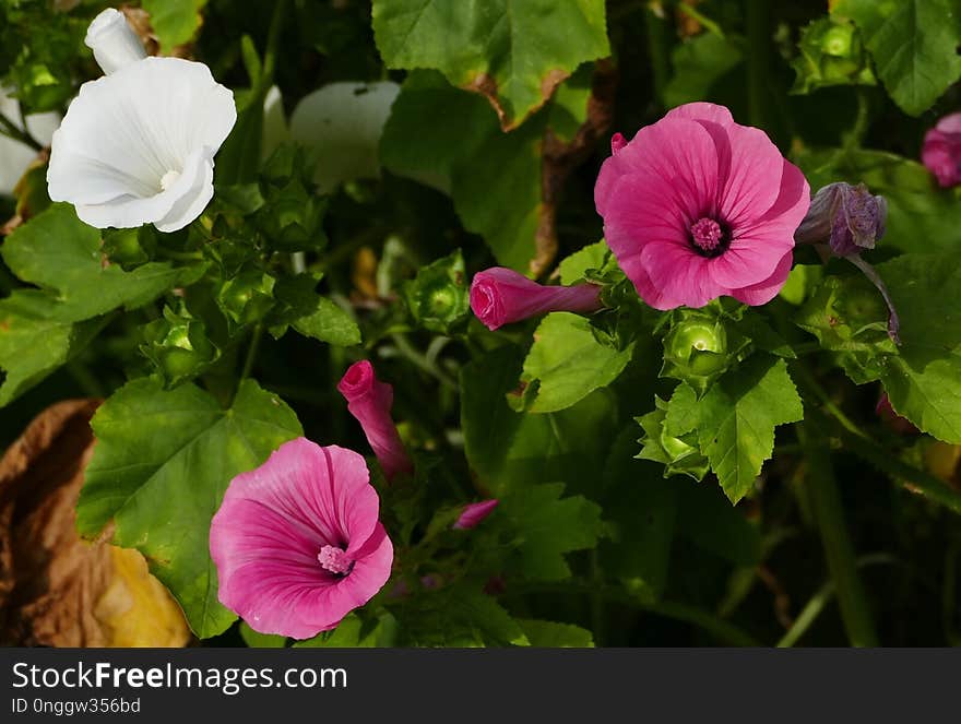 Flower, Plant, Flowering Plant, Flora